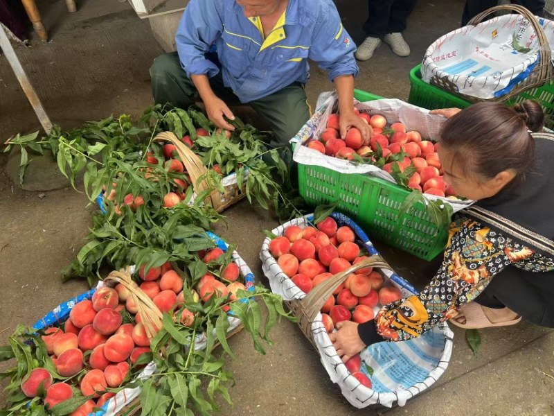 四川毛桃大量有货，基地直供，现摘现发。可视频看过货。