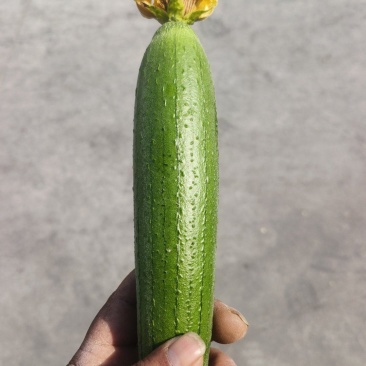 精品油皮小丝瓜