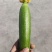 精品油皮小丝瓜