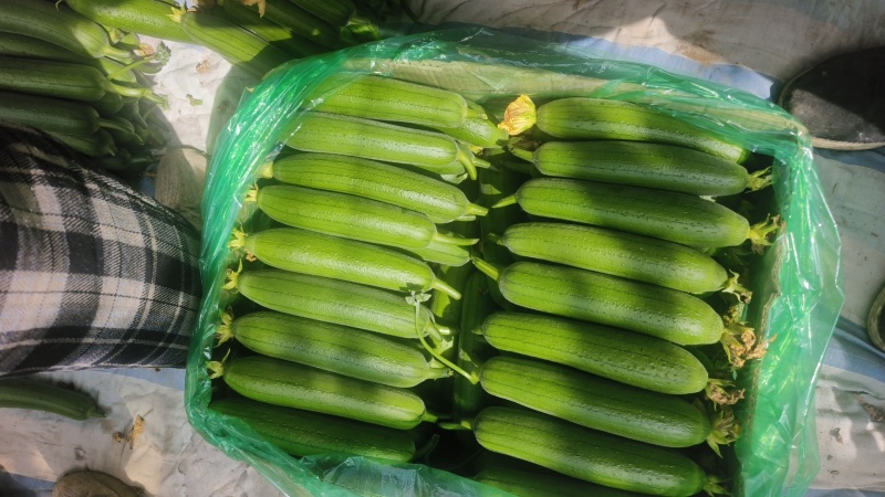 精品油皮小丝瓜