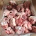 满肉棒骨头