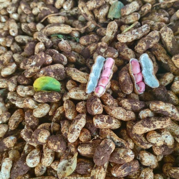 花生，四粒红花生，大量上市，保质保量，支持视频看货