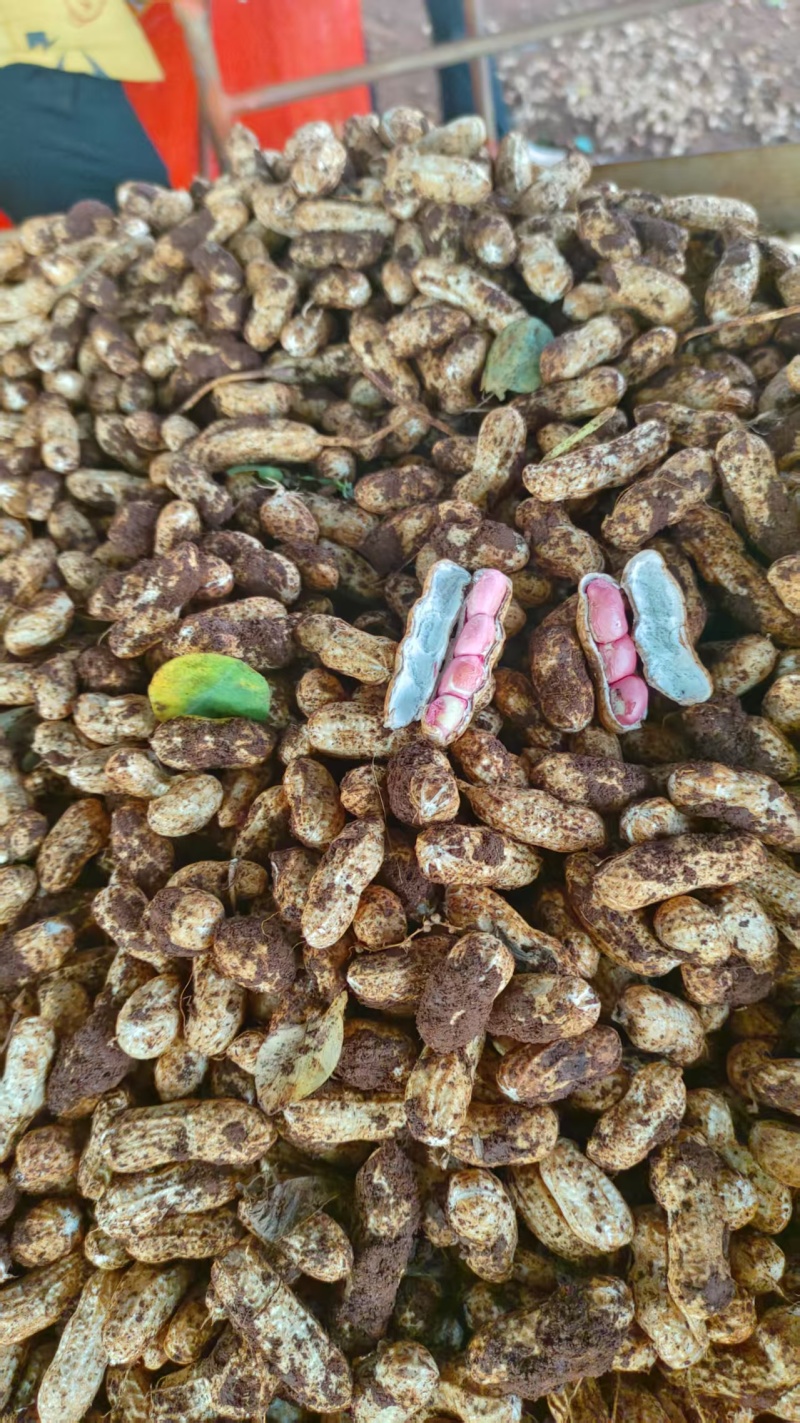 花生，四粒红花生，大量上市，保质保量，支持视频看货