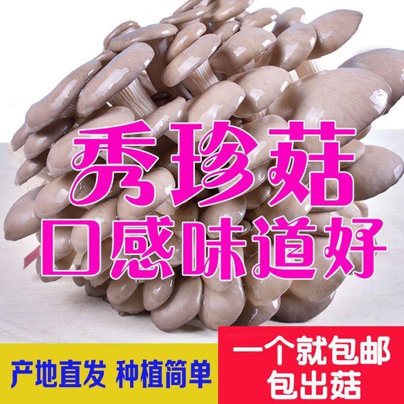 【不出菇包赔】家庭种植蘑菇菌包食用菌棒蘑菇种植包食用