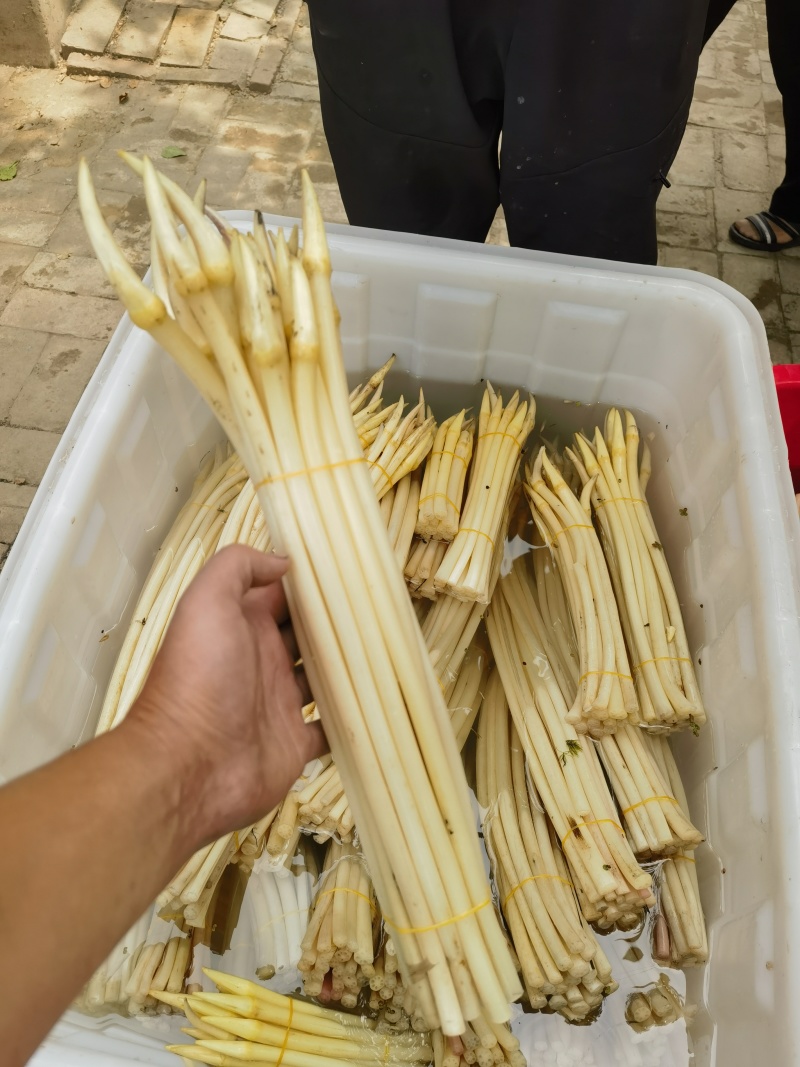 新鲜藕带