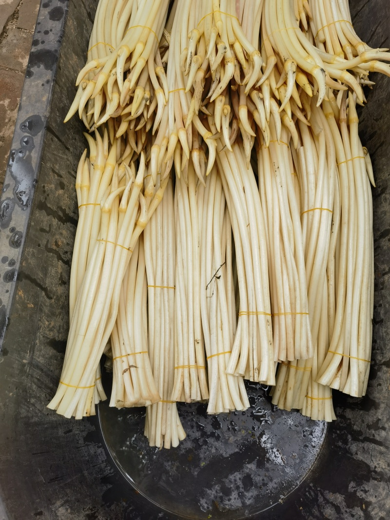 新鲜藕带