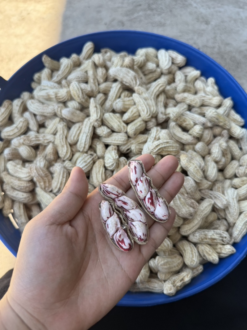 彩色花生货场直发支持验货