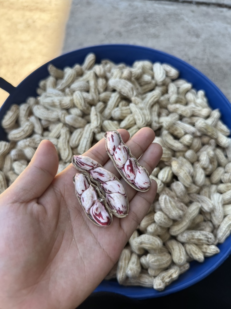 彩色花生货场直发支持验货