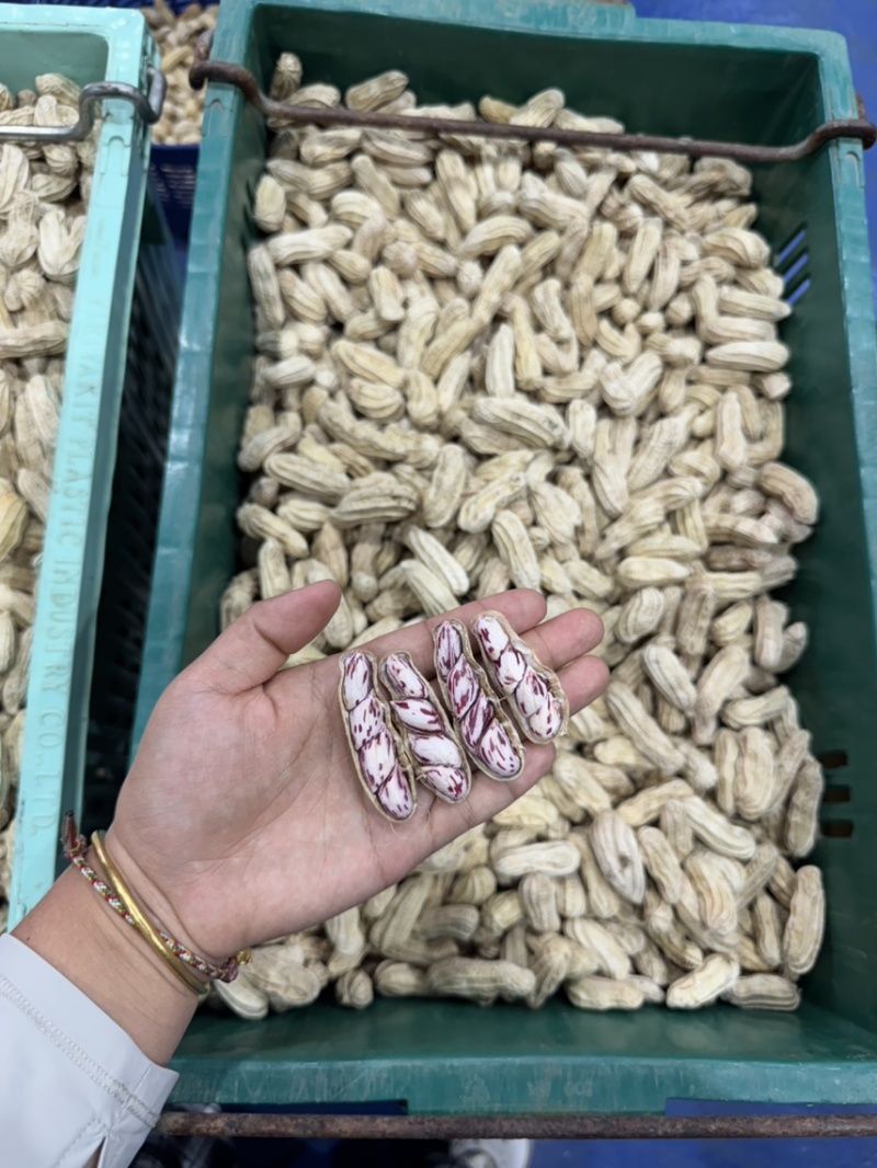 彩色花生货场直发支持验货