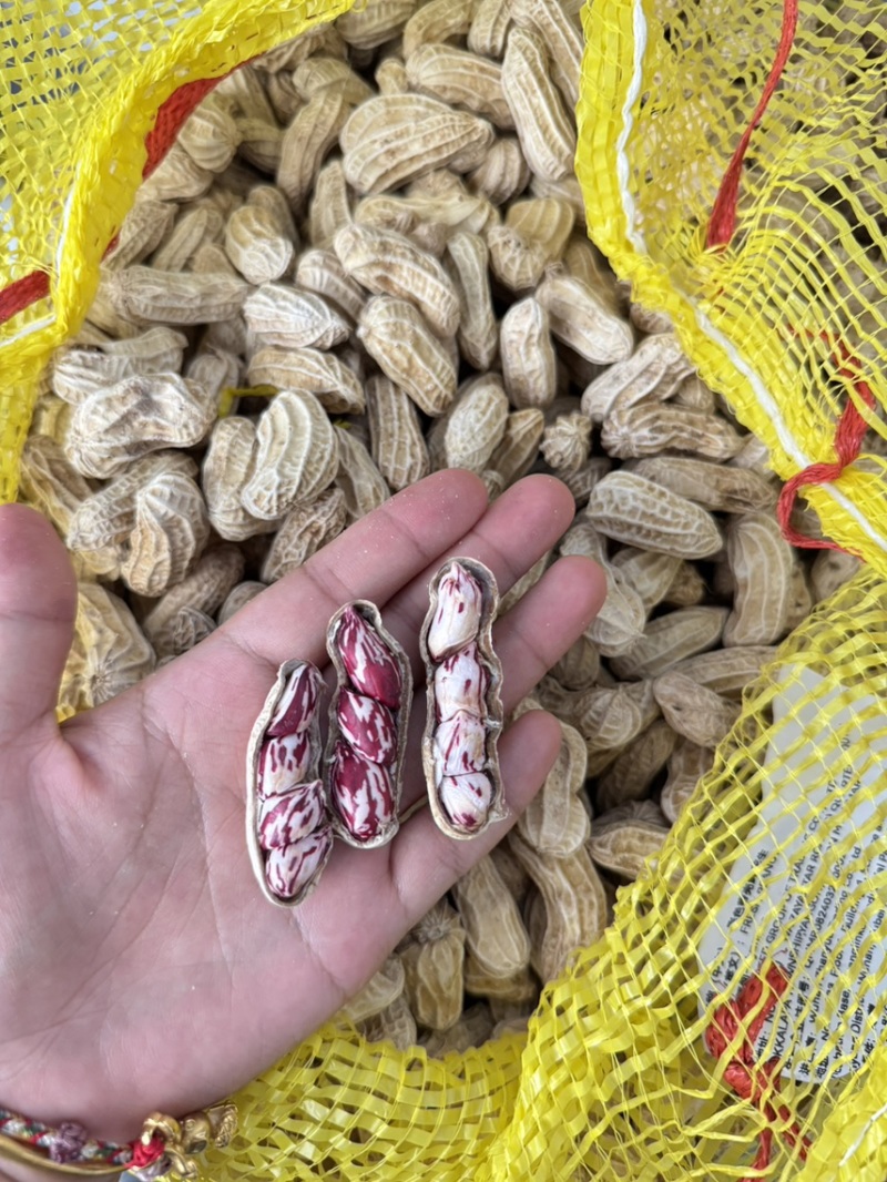 彩色花生货场直发支持验货