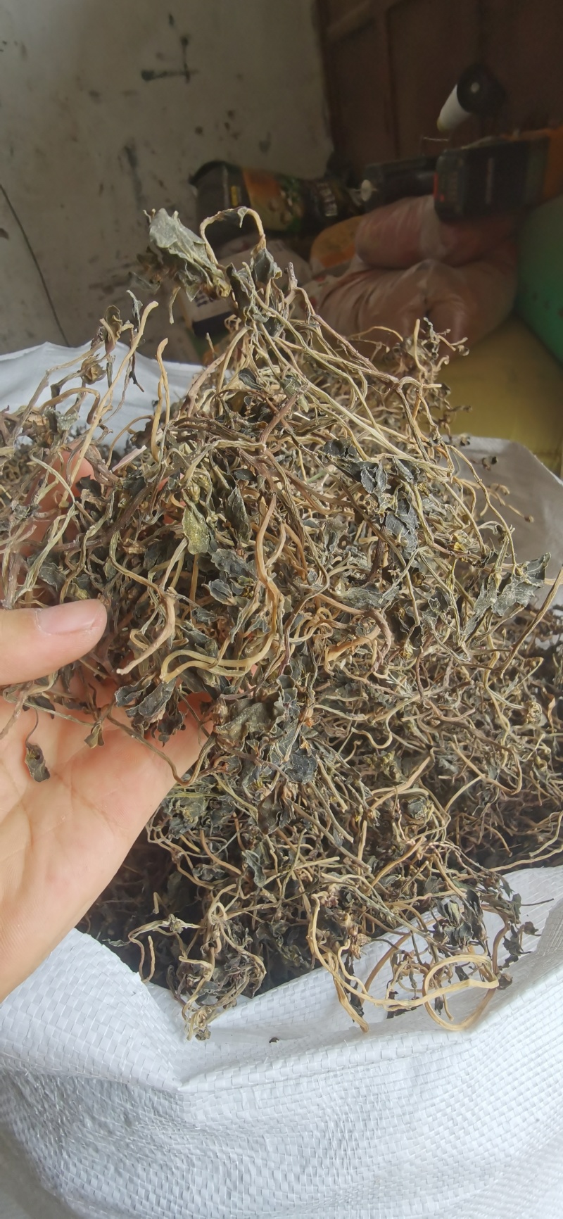 马齿笕
