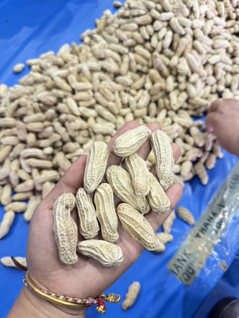 彩色花生货场直发支持验货
