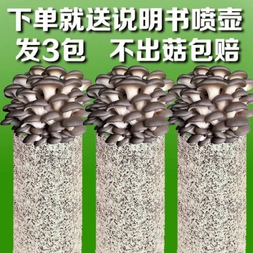 包邮【不出菇包赔】家庭种植蘑菇菌包食用菌棒蘑菇种植包食用