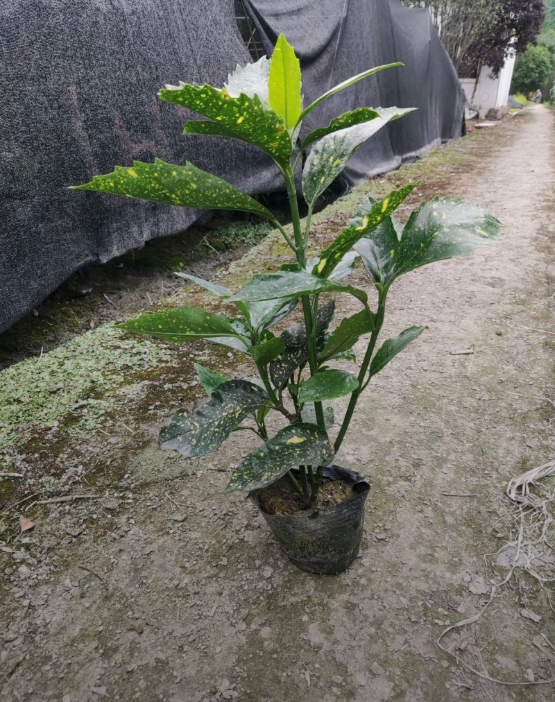 洒金珊瑚，桃叶珊瑚，基地批发，各种规格，大量出售中