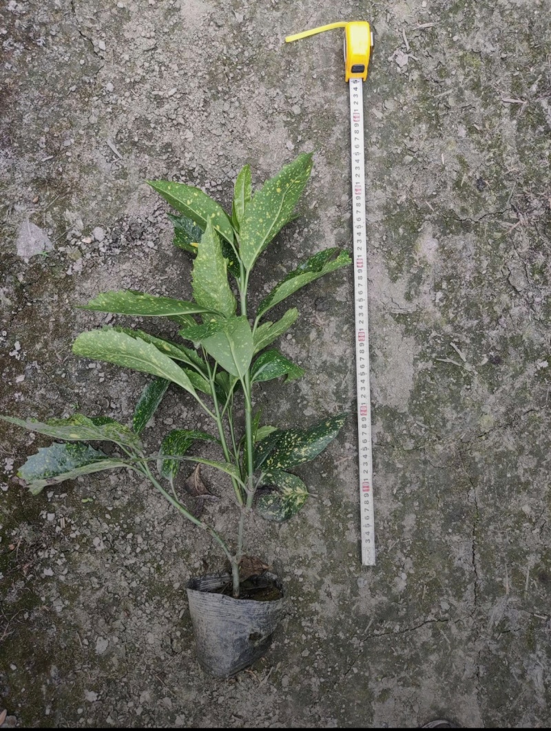 洒金珊瑚，桃叶珊瑚，基地批发，各种规格，大量出售中