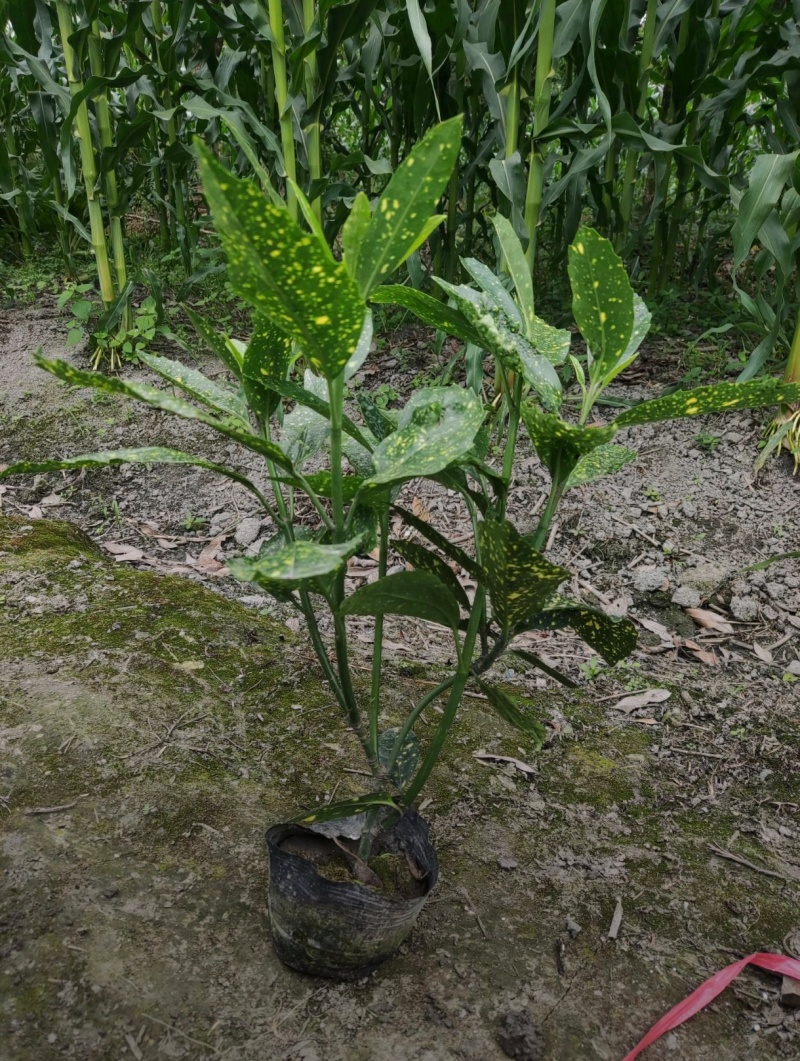 洒金珊瑚，桃叶珊瑚，基地批发，各种规格，大量出售中
