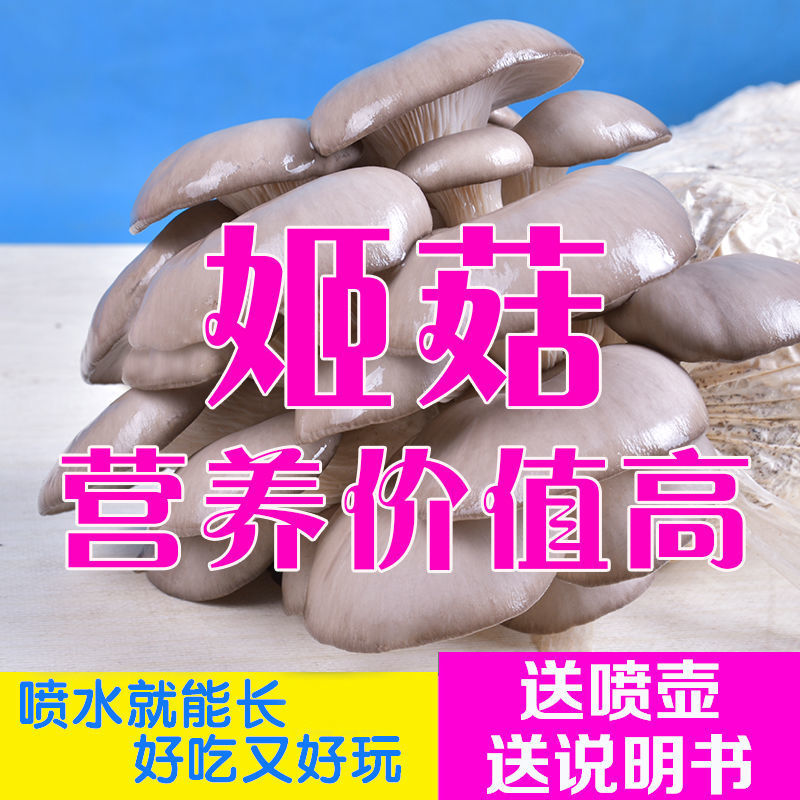包邮【不出菇包赔】家庭种植蘑菇菌包食用菌棒蘑菇种植包食用