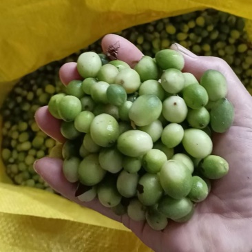 益智嫩果，每天新鲜采摘，