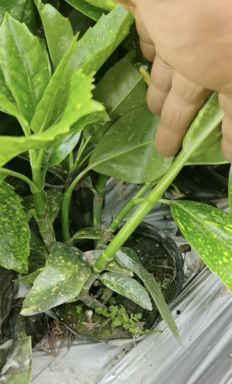 洒金珊瑚，桃叶珊瑚，基地批发，各种规格，大量出售中