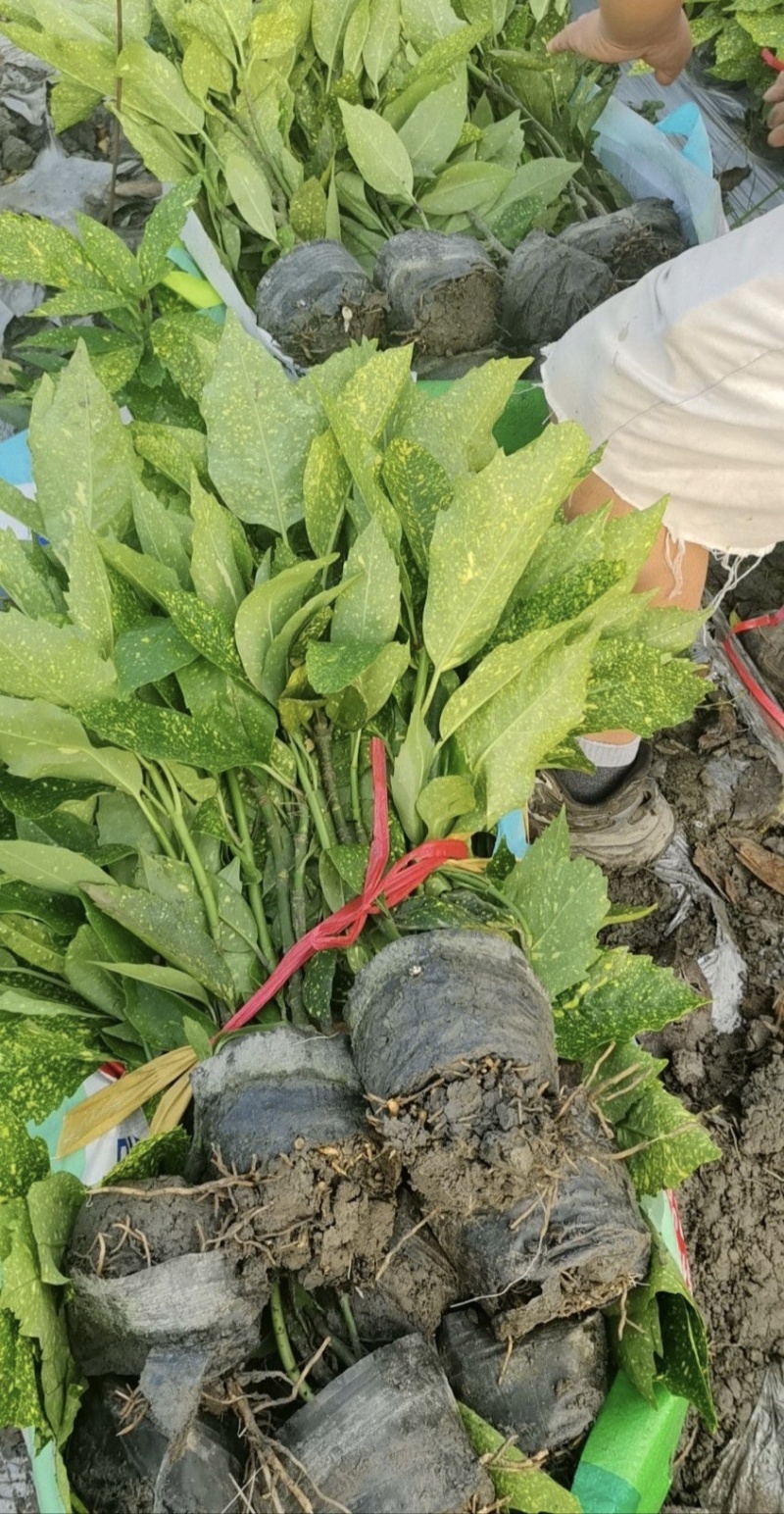 洒金珊瑚，桃叶珊瑚，基地批发，各种规格，大量出售中