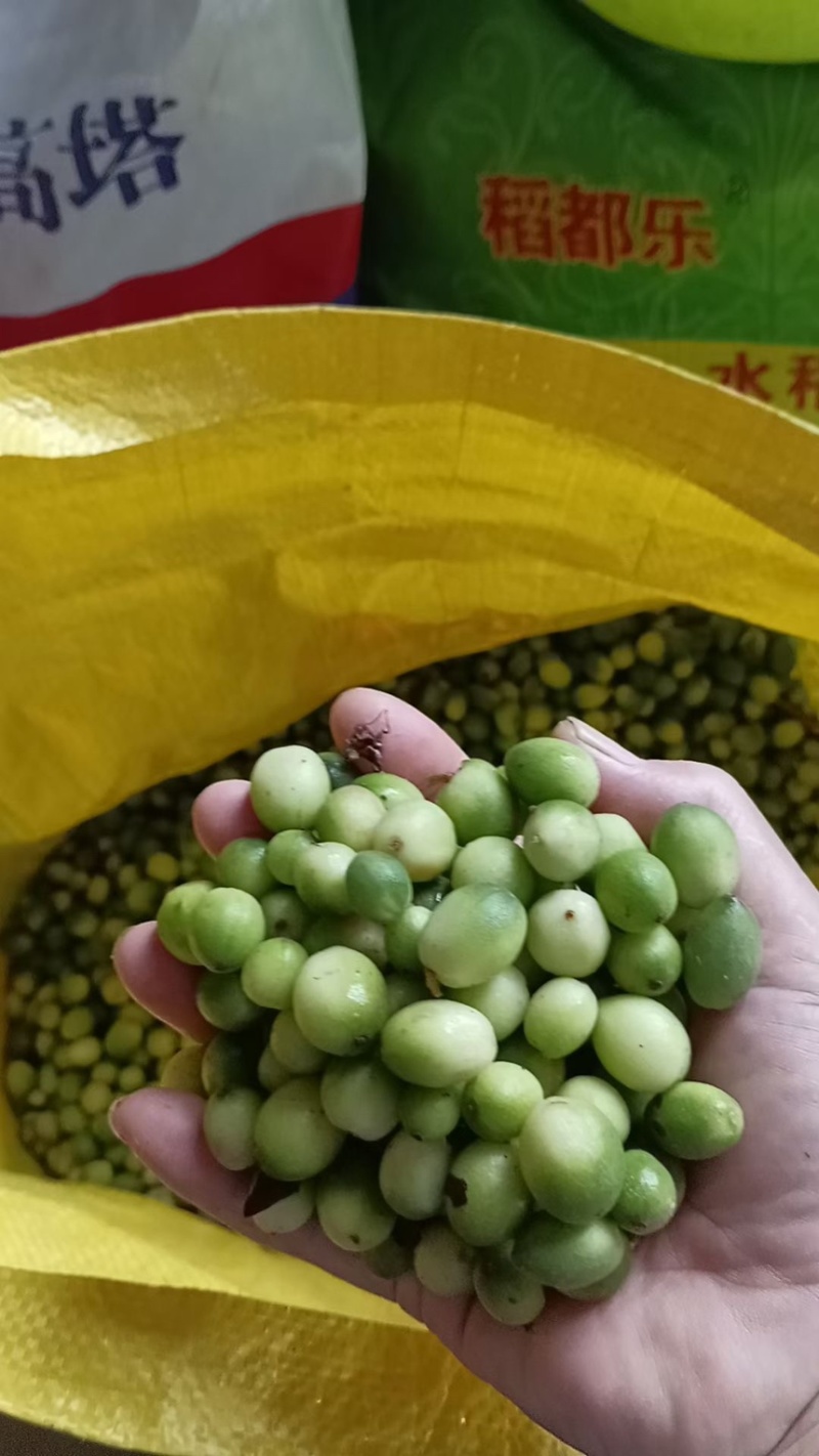 益智嫩果，每天新鲜采摘，