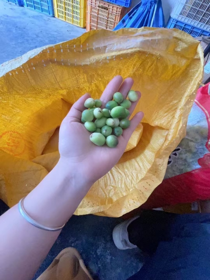 益智嫩果，每天新鲜采摘，
