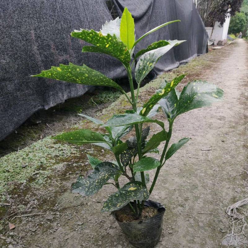 洒金珊瑚，桃叶珊瑚，基地批发，各种规格，大量出售中