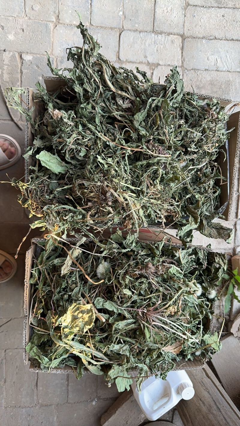 山西野生蒲公英，整棵，现货现发，货源保证，产地直发