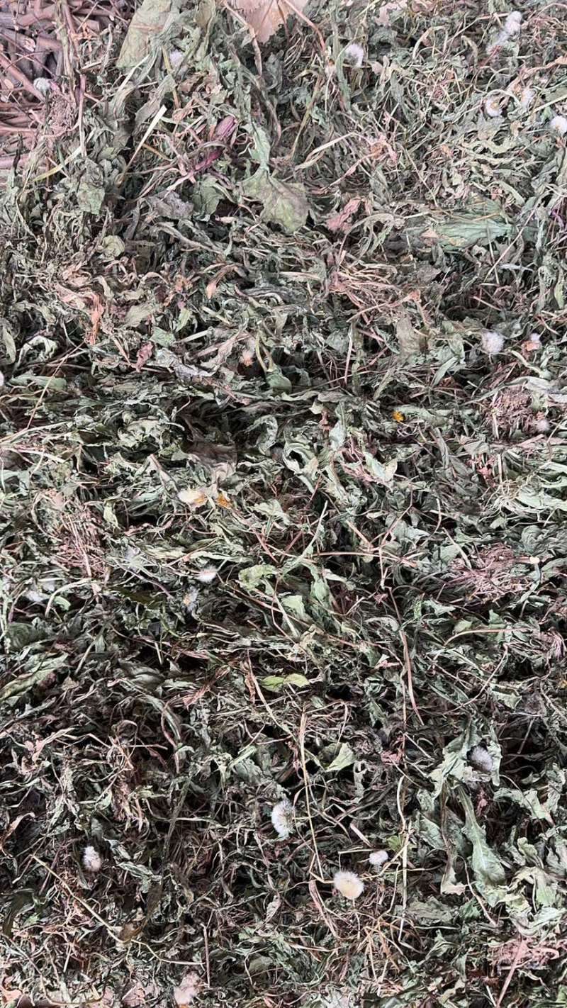 山西野生蒲公英，整棵，现货现发，货源保证，产地直发