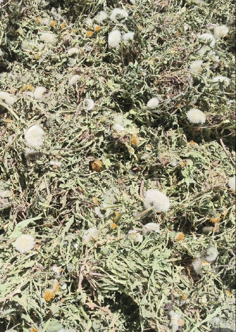 山西野生蒲公英，整棵，现货现发，货源保证，产地直发