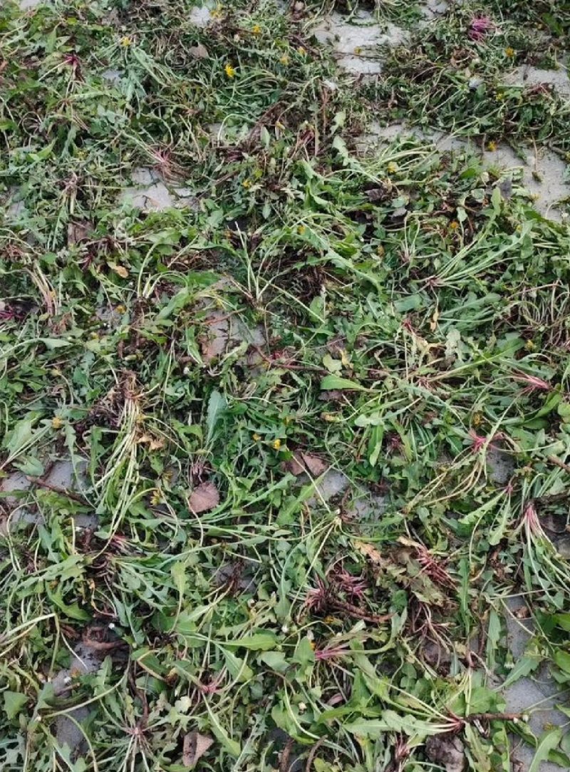 山西野生蒲公英，整棵，现货现发，货源保证，产地直发
