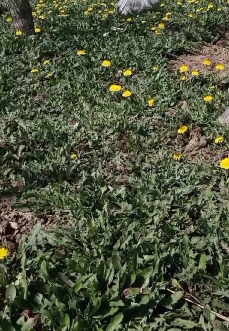 山西野生蒲公英，整棵，现货现发，货源保证，产地直发