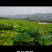 新鲜桑叶芽菜大量有货，对接全国市场电商平台，欢迎合作