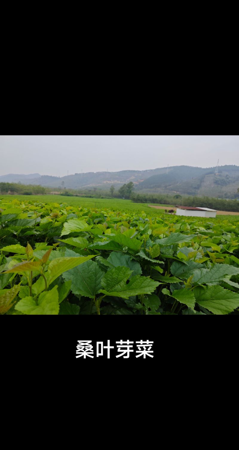 新鲜桑叶芽菜大量有货，对接全国市场电商平台，欢迎合作