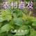 新鲜桑叶芽菜大量有货，对接全国市场电商平台，欢迎合作