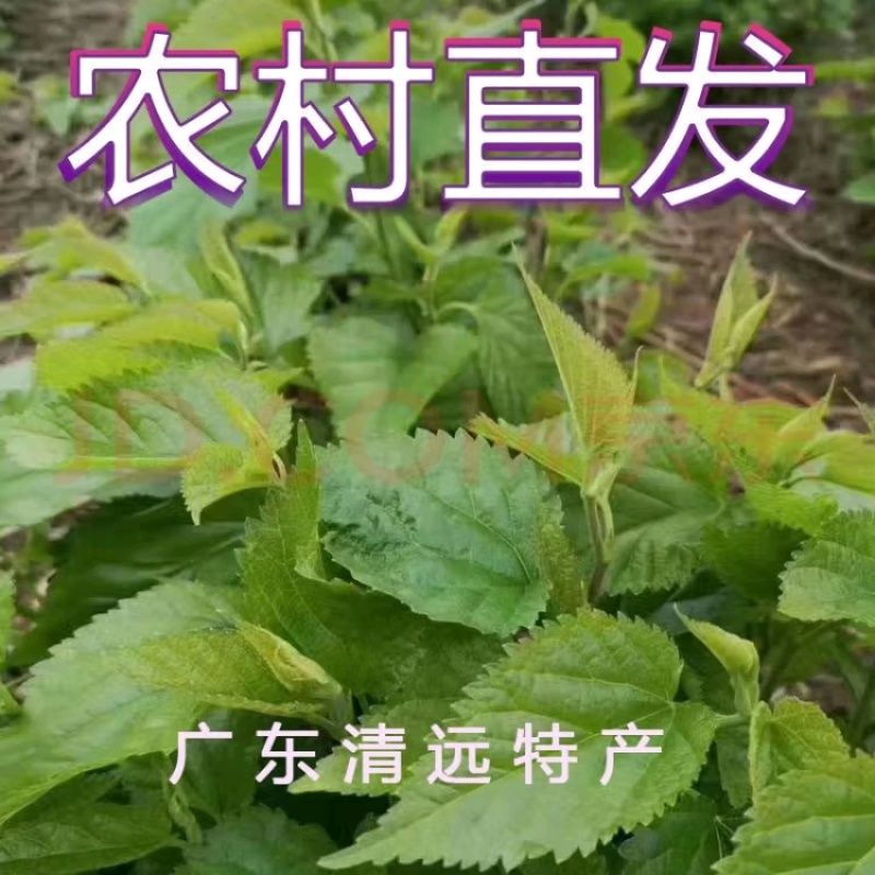 新鲜桑叶芽菜大量有货，对接全国市场电商平台，欢迎合作