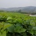 新鲜桑叶芽菜大量有货，对接全国市场电商平台，欢迎合作