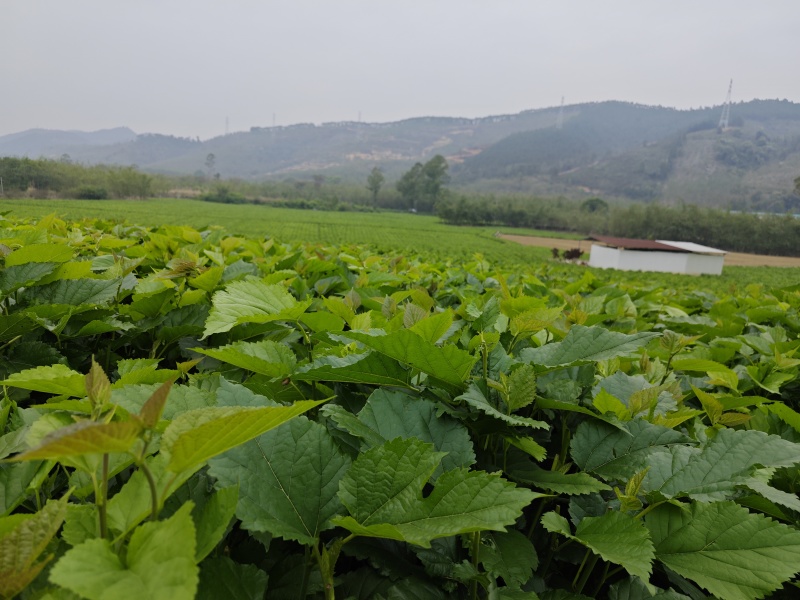 新鲜桑叶芽菜大量有货，对接全国市场电商平台，欢迎合作