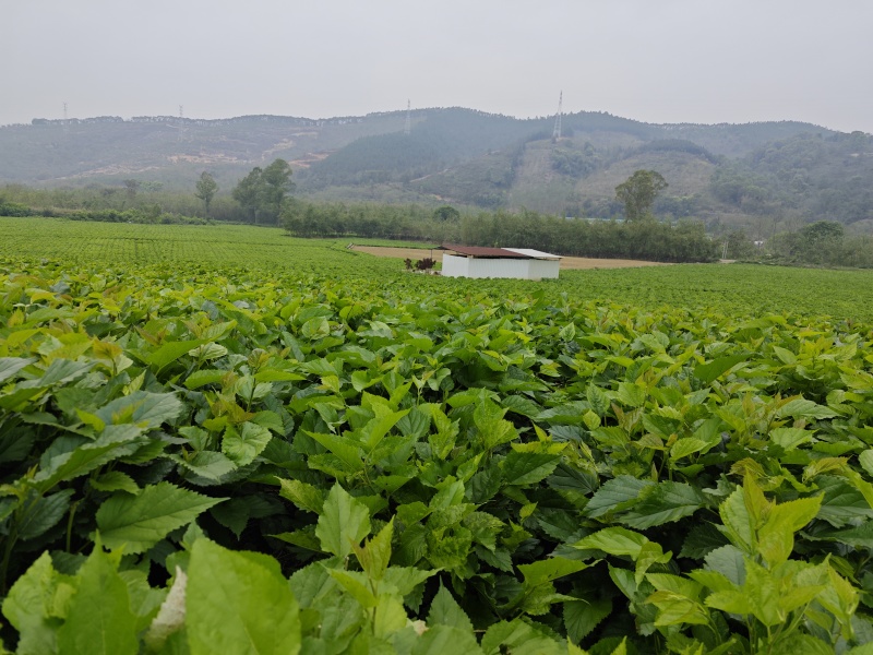 新鲜桑叶芽菜大量有货，对接全国市场电商平台，欢迎合作
