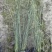 灯芯草批发，高度40-80厘米，常年出售各种水生植物。