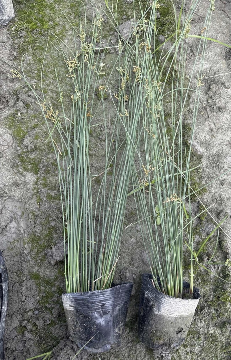灯芯草批发，高度40-80厘米，常年出售各种水生植物。