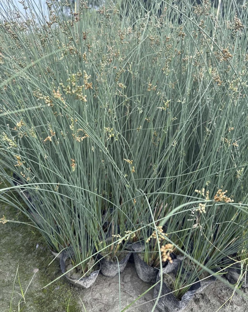 灯芯草批发，高度40-80厘米，常年出售各种水生植物。
