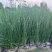 灯芯草批发，高度40-80厘米，常年出售各种水生植物。