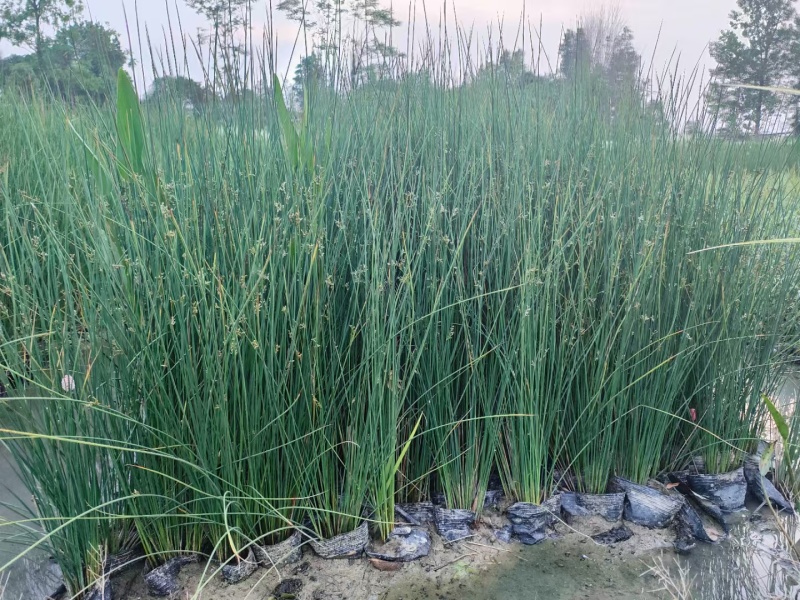 灯芯草批发，高度40-80厘米，常年出售各种水生植物。