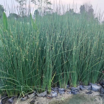 灯芯草批发，高度40-80厘米，常年出售各种水生植物。