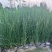 灯芯草批发，高度40-80厘米，常年出售各种水生植物。