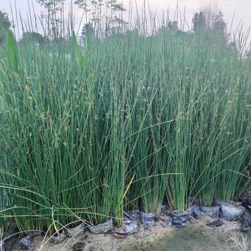 灯芯草批发，高度40-80厘米，常年出售各种水生植物。