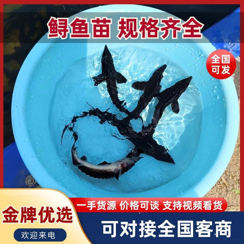 优质鲟鱼苗，水产养殖基地直发量大从优提供技术欢迎下单