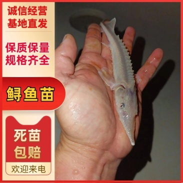 山东优质鲟鱼苗，人工养殖基地直发提供技术欢迎咨询采购诚信发货