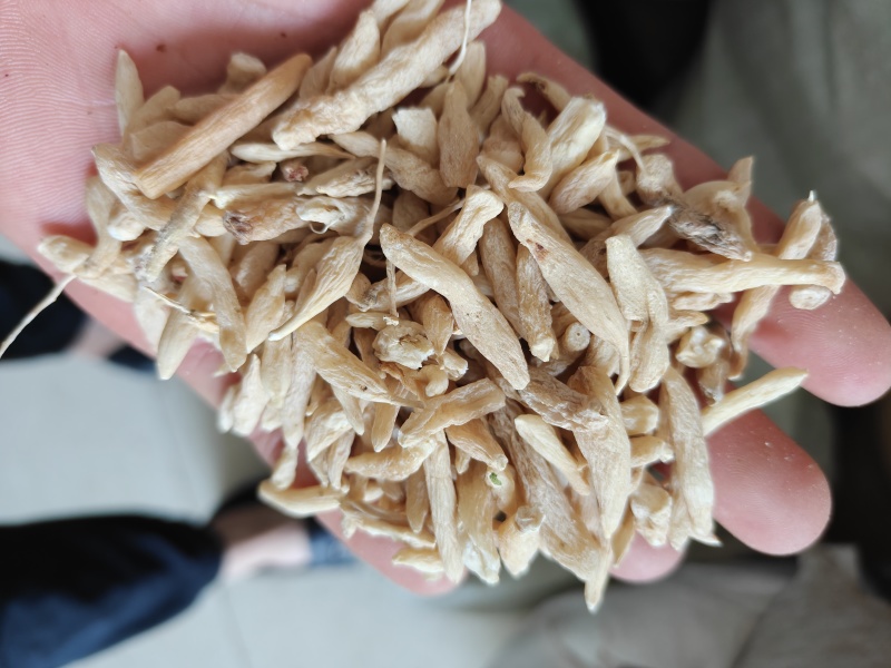 麦冬山麦冬统水洗货新货关书药业批发中药材